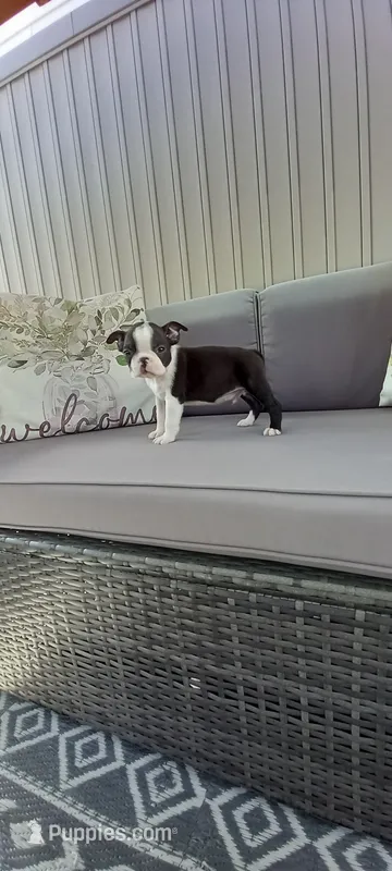 Benjie – Boston Terrier puppy for sale in Woodburn, IN