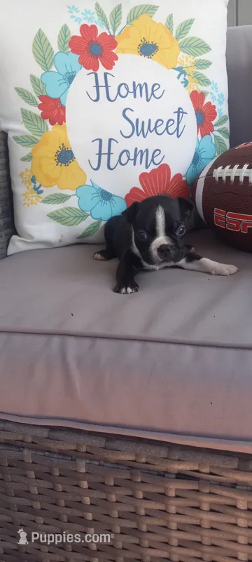 Buddy  – Boston Terrier puppy for sale in Woodburn, IN