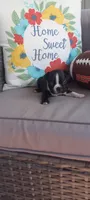 Buddy , a male Boston Terrier for sale in Woodburn, IN – 1 of 6
