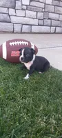 Buddy , a male Boston Terrier for sale in Woodburn, IN – 5 of 6