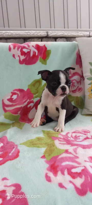 Alayna – Boston Terrier puppy for sale in Woodburn, IN