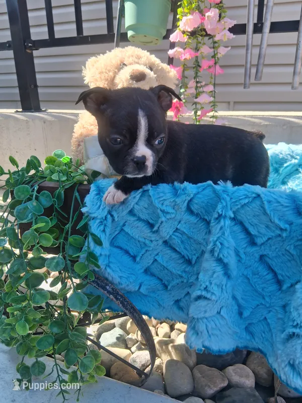 Lynn – Boston Terrier puppy for sale in Woodburn, IN