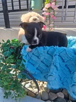 Lynn, a male Boston Terrier for sale in Woodburn, IN – 1 of 5