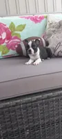 AJ, a male Boston Terrier for sale in Woodburn, IN – 5 of 7