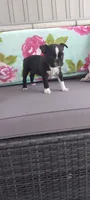 Abby, a female Boston Terrier for sale in Woodburn, IN – 6 of 6