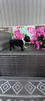 Buddy , a male Boston Terrier for sale in Woodburn, IN – 5 of 7