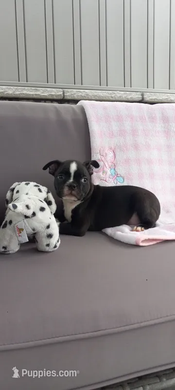 Abby – Boston Terrier puppy for sale in Woodburn, IN