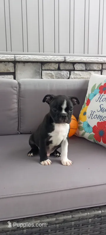 Asher – Boston Terrier puppy for sale in Woodburn, IN