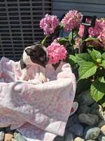Lena, a female Boston Terrier for sale in Woodburn, IN – 4 of 4