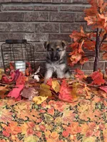Lindsey , a female German Shepherd Dog for sale in Woodburn, IN – 4 of 5
