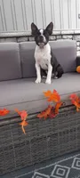 AJ, a male Boston Terrier for sale in Woodburn, IN – 3 of 7