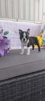 Alayna, a female Boston Terrier for sale in Woodburn, IN – 1 of 7