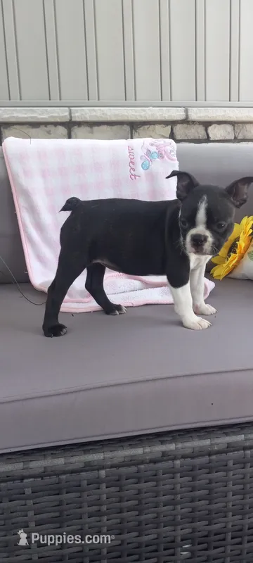 Brooke  – Boston Terrier puppy for sale in Woodburn, IN