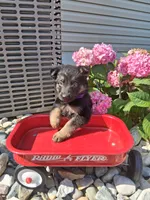 Jenna, a female German Shepherd Dog for sale in Woodburn, IN – 5 of 5