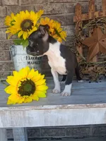 Leo, a male Boston Terrier for sale in Woodburn, IN – 5 of 5