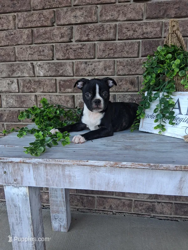 Lynn – Boston Terrier puppy for sale in Woodburn, IN