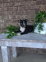 Lynn, a male Boston Terrier for sale in Woodburn, IN – 1 of 4