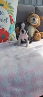Bella, a female Boston Terrier for sale in Woodburn, IN – 6 of 8