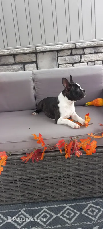 AJ – Boston Terrier puppy for sale in Woodburn, IN