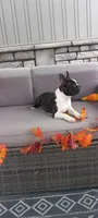 AJ, a male Boston Terrier for sale in Woodburn, IN – 7 of 7