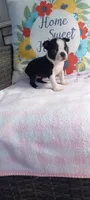 Bella, a female Boston Terrier for sale in Woodburn, IN – 7 of 8