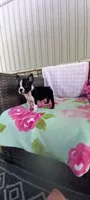 Brooke , a female Boston Terrier for sale in Woodburn, IN – 7 of 8