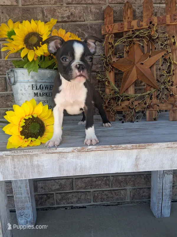 Leo – Boston Terrier puppy for sale in Woodburn, IN