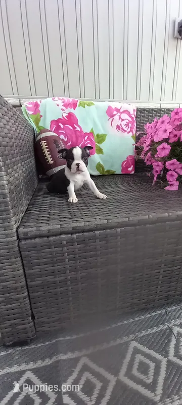 Benjie – Boston Terrier puppy for sale in Woodburn, IN