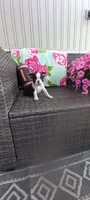 Benjie, a male Boston Terrier for sale in Woodburn, IN – 1 of 8