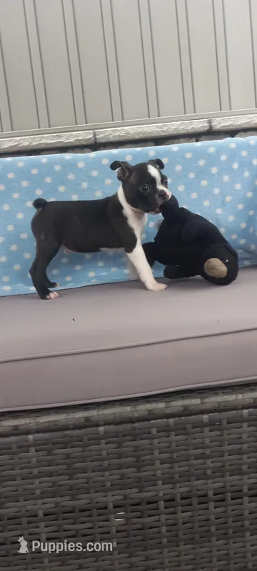 AJ – Boston Terrier puppy for sale in Woodburn, IN