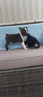 AJ, a male Boston Terrier for sale in Woodburn, IN – 1 of 6
