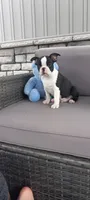Benjie, a male Boston Terrier for sale in Woodburn, IN – 5 of 6
