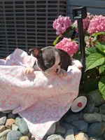 Livia, a female Boston Terrier for sale in Woodburn, IN – 3 of 3