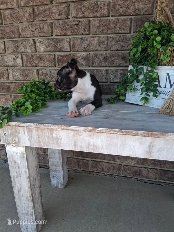 Lynn  – Boston Terrier puppy for sale in Woodburn, IN