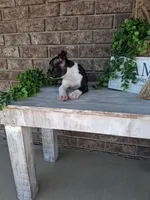 Lynn , a male Boston Terrier for sale in Woodburn, IN – 1 of 3