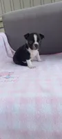 Brianna, a female Boston Terrier for sale in Woodburn, IN – 7 of 7