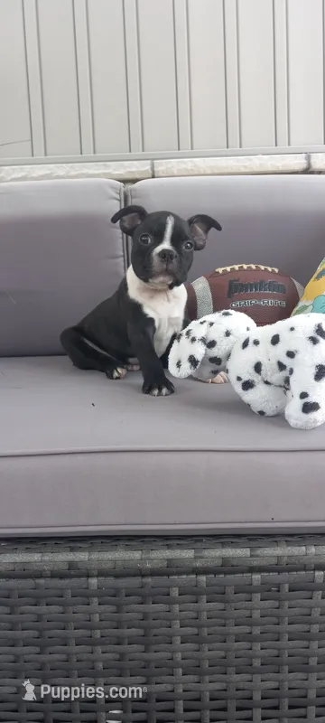 Buddy  – Boston Terrier puppy for sale in Woodburn, IN