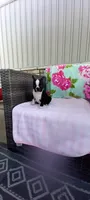 Brylie, a female Boston Terrier for sale in Woodburn, IN – 4 of 7