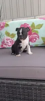 Asher, a male Boston Terrier for sale in Woodburn, IN – 3 of 6