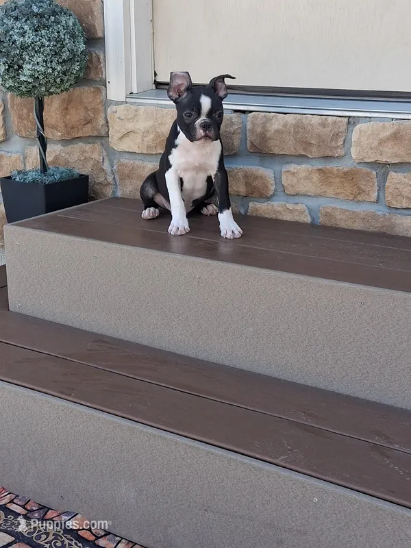 Leo – Boston Terrier puppy for sale in Woodburn, IN