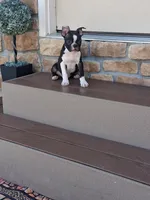 Leo, a male Boston Terrier for sale in Woodburn, IN – 2 of 4
