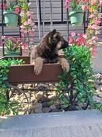 Jill, a female German Shepherd Dog for sale in Woodburn, IN – 4 of 4