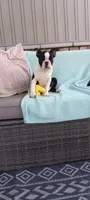 Benjie, a male Boston Terrier for sale in Woodburn, IN – 3 of 6