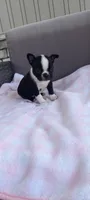 Brylie, a female Boston Terrier for sale in Woodburn, IN – 4 of 7