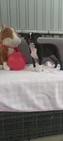 Abby, a female Boston Terrier for sale in Woodburn, IN – 6 of 7