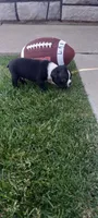 Buddy , a male Boston Terrier for sale in Woodburn, IN – 4 of 6