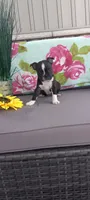 Abby, a female Boston Terrier for sale in Woodburn, IN – 5 of 6