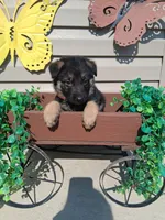 Jared , a male German Shepherd Dog for sale in Woodburn, IN – 3 of 3