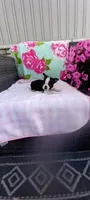 Brielle, a female Boston Terrier for sale in Woodburn, IN – 2 of 7