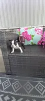 Benjie, a male Boston Terrier for sale in Woodburn, IN – 2 of 8